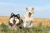 CHIEN FINNOIS DE LAPONIE 197